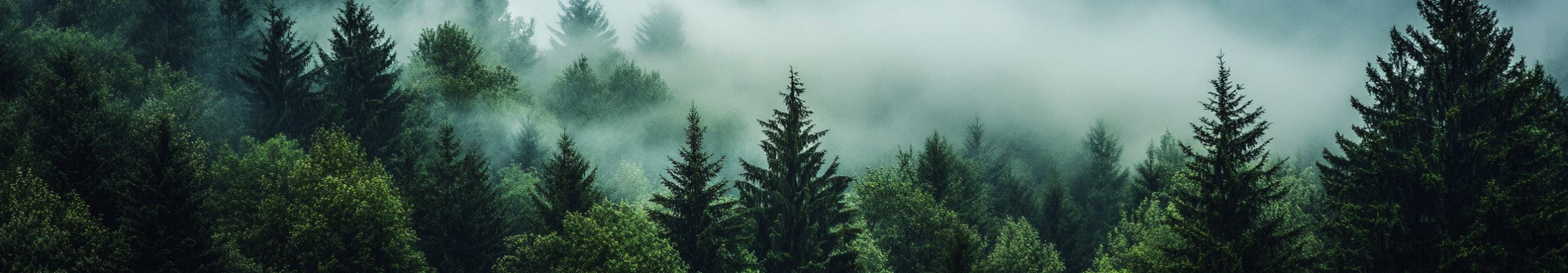 Lush misty forest representing sustainable and eco-friendly pulp packaging origins.